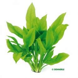 Schwertpflanze Echinodorus grisebachii bleheri günstig kaufen Aquaristik-Langer