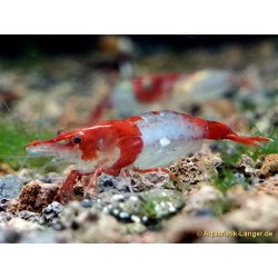 Sakura red rili Shrimp Rote Rili Neocaridina davidi red rili günstig kaufen Aquaristik-Langer