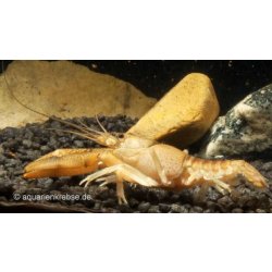 Procambarus vasquezae Mexikanischer Flusskrebs Aquaristik-Langer
