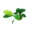 DENNERLE Anubias barteri coffeifolia Wasserpflanze für Aquarium günstig kaufen Aquaristik-Langer