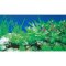 Fotorückwand Rückwandfolie Pflanzen 55 cm hoch, endlos,  günstig kaufen Aquaristik-Langer