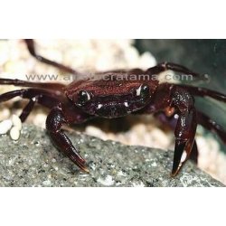 Wasserkrabben Purple Panther Crab Syntripsa matanensis...