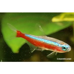 Roter Neon Paracheirodon axelrodi günstig kaufen Aquaristik-Langer