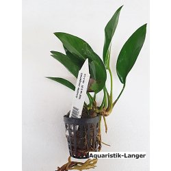 Anubias congensis Kongo Speerblatt Wasserpflanze günstig kaufen Aquaristik-Langer