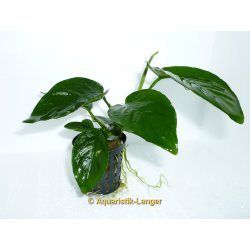 Anubias barteri nana Zwergspeerblatt Wasserpflanze Aquarium kaufen Aquaristik-Langer