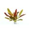 Schwertpflanze Echinodorus Rubin Wasserpflanzen günstig kaufen Aquaristik-Langer