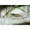 Amanogarnele Algengarnele Caridina japonica (multidentata) günstig kaufen Aquaristik-Langer