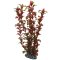 Hobby Rotala 30 cm künstliche Pflanze Kunststoffpflanze kaufen Aquaristik-Langer