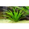 Schmalblättrige Schwertpflanze Echinodorus grisebachii amazonicus günstig kaufen Aquaristik-Langer