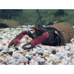 Cherax boesemani Flusskrebs Papuakrebs günstig kaufen Aquaristik-Langer