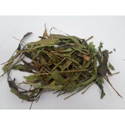 Spitzwegerich Blätter/ Kraut grün getrocknet 10 g günstig kaufen