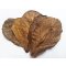 Seemandelbaumblätter 10 Stück Größe bis 10 cm günstig kaufen
