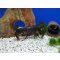 Cherax sp. Black Scorpion, Flusskrebs, Männchen günstig kaufen