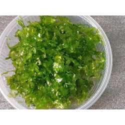 Süßwassertang  Lomariopsis lineata - 125ml Dose