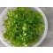 Süßwassertang  Lomariopsis lineata - 125 ml Dose