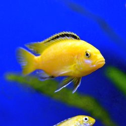 Gelber Labidochromis, Yellow, Labidochromis caeruleus