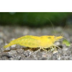 Gelbe Garnele Yellow fire Neocaridina davidi  yellow günstig kaufen Aquaristik-Langer