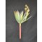 Haworthia Pflanze künstliche Terrarienpflanze 15 cm hoch