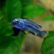 Blauer Johanni Melanochromis maingano