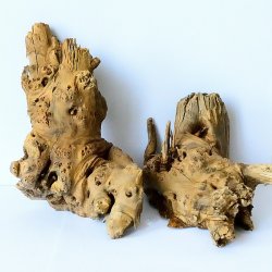 Savannenholz-Wurzel Größe L