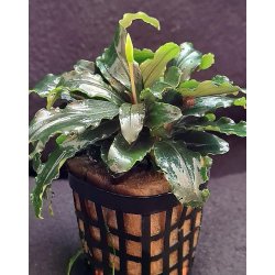 Bucephalandra Theia gr&uuml;n