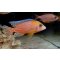 Kaiserbarsch Aulonocara sp. fire fish, eigene Zucht, Jungtiere