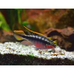 Purpurprachtbarsch Pelvicachromis pulcher Paar