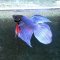 Kampffisch Betta splendes longtail blue flower, Männchen
