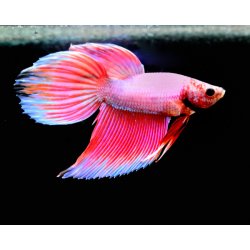 Kampffisch Betta splendes longtail Pink , Männchen