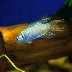 Paradiesfisch, Macropodus opercularis blau