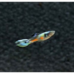 Endler Guppy colored flame, Poecilia wingei mix,...