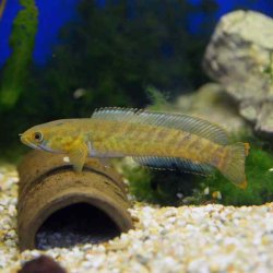 Channa striata - Quergestreifter Schlangenkopffisch