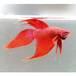 Kampffisch Betta splendes longtail red, Männchen