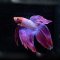 Kampffisch Betta splendes longtail lila, Männchen