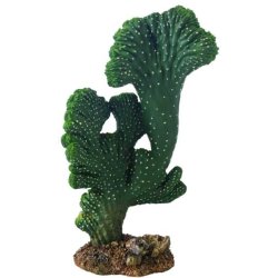Hobby Kaktus Victoria