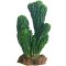 Hobby Kaktus Victoria