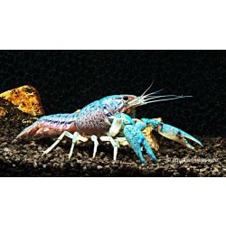 Blauer Floridakrebs, Blauer Floridahummer, Procambarus alleni günstig kaufen Aquaristik-Langer