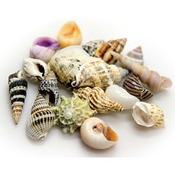 Schneckenhäuser Hobby sea shells Größe M...