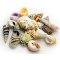 Schneckenhäuser Hobby sea shells Größe M günstig kaufen