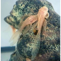 Schleier-Antennenwels - Ancistrus dolichopterus long fin