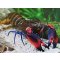 Cherax boesemani tricolor Flusskrebs Papuakrebs günstig kaufen Aquaristik-Langer