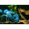 Cherax destructor blue, Blauer Flusskrebs Yabby günstig kaufen Aquaristik-Langer